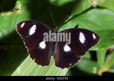 Männliche gemeinsame Eggfly Schmetterling, Hypolimnas Bolina, Queensland, Australien Stockfoto