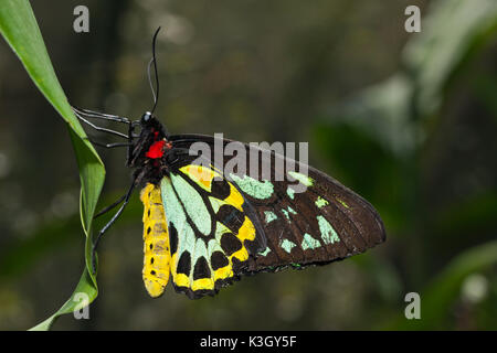 Cairns Birdwing Schmetterling, Ornithoptera Priamus Euphorion, Queensland, Australien Stockfoto
