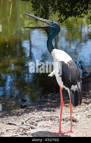 Schwarz-necked Storch, Nahrung Asiaticus, Queensland, Australien Stockfoto