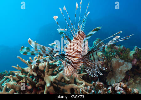 Feuerfische über Riff, Pterois Vokitans, Osprey Reef, Coral Sea, Australien Stockfoto