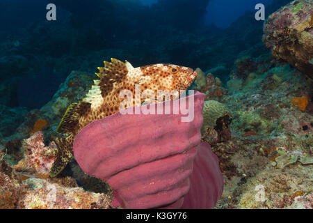 Fettig Zackenbarsch Epinephelus Tauvina, Osprey Reef, Coral Sea, Australien Stockfoto