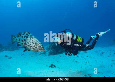 Taucher und Kartoffel-Kabeljau, Epinephelus Tukula, Cod Hole, Great Barrier Reef, Australien Stockfoto