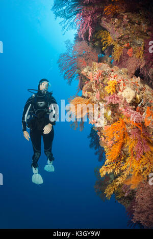 Scuba Diver über Coral Reef, Osprey Reef, Coral Sea, Australien Stockfoto