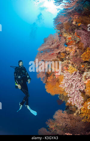 Scuba Diver über Coral Reef, Osprey Reef, Coral Sea, Australien Stockfoto