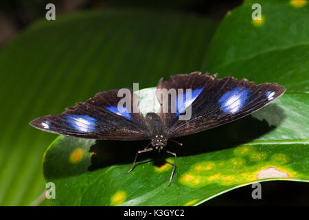 Weibliche gemeinsame Eggfly, Hypolimnas Bolina, Queensland, Australien Stockfoto