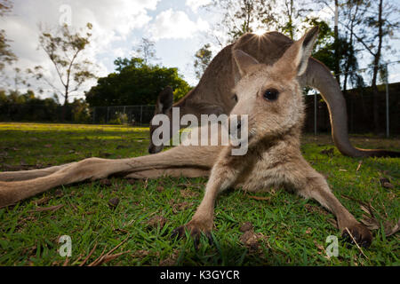 Östlichen Grey Kangaroo, Macropus Giganteus, Brisbane, Australien Stockfoto