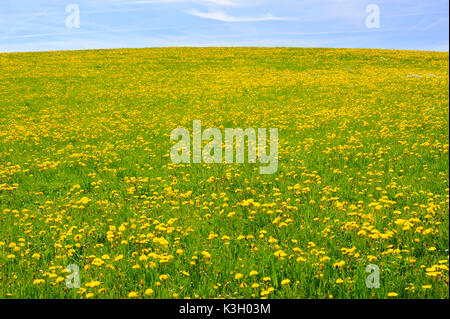 Panorama Landschaft im Allgäu in der Nähe Big Spring Wiese mit vielen Blumen Stockfoto