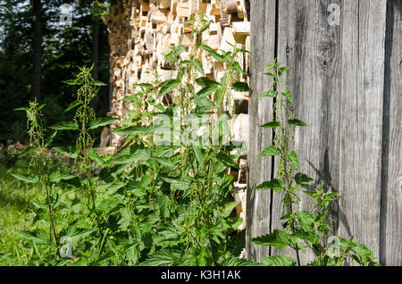 Brennnesseln neben einem holzschuppen. Gemeinsame Brennnessel, Urtica dioica, vor ein verwittertes Holz- wand und gestapelten Brennholz. Natürliche still life Foto Stockfoto