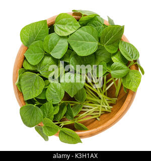 Adzuki bean microgreens in Houten. Keimblätter der Vigna angularis, auch genannt Azuki, aduki oder Rot Mung Bean. Junge Pflanzen, Keimlinge und Sprossen. Stockfoto