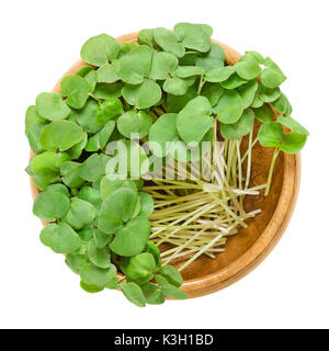 Buchweizen microgreens in Houten. Keimblättern von Fagopyrum esculentum, auch Japanische oder silverhull Buchweizen. Junge Pflanzen, Keimlinge und Sprossen. Stockfoto