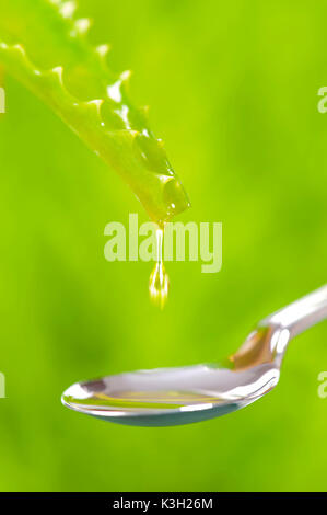 Drop einer Aloe vera Heilpflanzen fällt auf einen Löffel Stockfoto