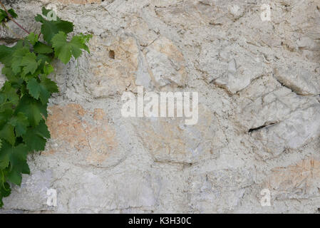 Weinstock kriecht auf einer Wand eines Hauses aus Naturstein, Stockfoto