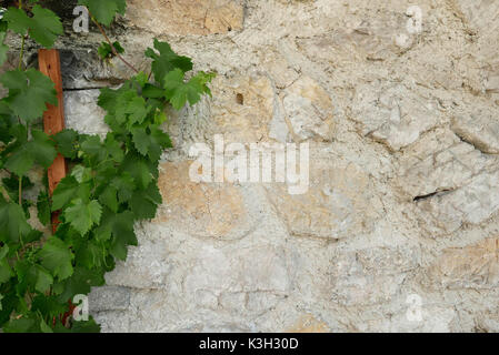 Weinstock kriecht auf einer Wand eines Hauses aus Naturstein, Stockfoto