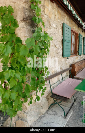 Weinstock kriecht auf einer Wand eines Hauses, Biergarten, Sitzkissen Fahrersitz Stockfoto