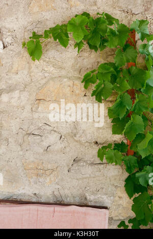 Weinstock kriecht auf einer Wand eines Hauses, Sitz, Sitzkissen Stockfoto