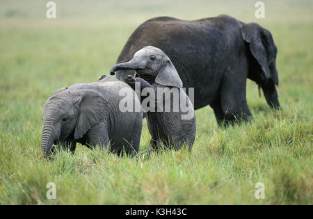 Afrikanischer Elefant, Loxodonta Africana, Waden spielen, Masai Mara Park in Kenia Stockfoto