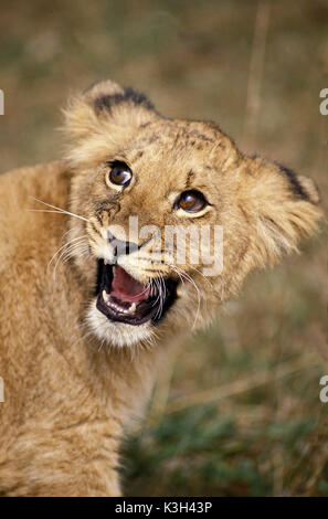 African Lion, Panthera Leo, Cub Knurren Stockfoto