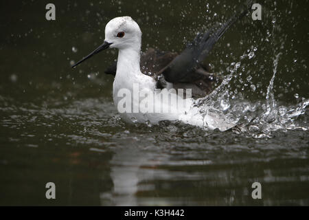 Stelzenläufer Himantopus Himantopus, Erwachsenen Bad, Pyrenäen in Südfrankreich Stockfoto