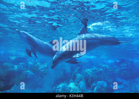 Große Tümmler, Tursiops truncatus Stockfoto