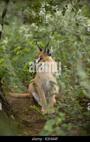 Karakal, Caracal Caracal, Erwachsener sitzen, Namibia Stockfoto