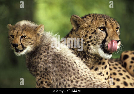 Cheetah, Acinonyx jubatus, Mutter und Cub, Lecken, seine Nase, Masai Mara in Kenia Stockfoto