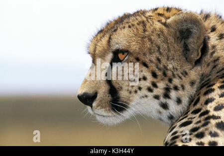 Gepard, Acinonyx Jubatus, Porträt von Erwachsenen, Masai Mara Park in Kenia Stockfoto