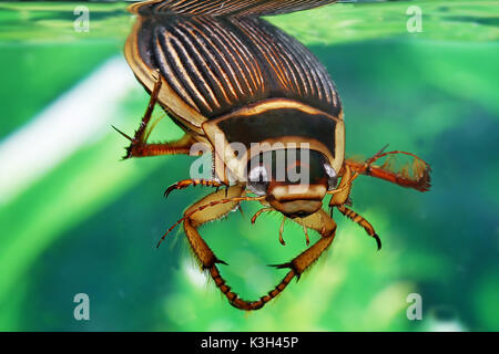 Tolles Tauchen Käfer, DYTISCUS MARGINALIS, Erwachsene stehen in Wasser, Stockfoto