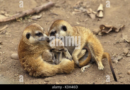 Erdmännchen Suricata Suricatta, Mutter und jung Stockfoto