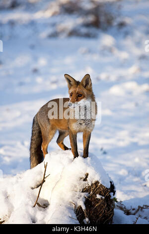 Red Fox, Vulpes vulpes, Erwachsene stehen auf Schnee, Stockfoto