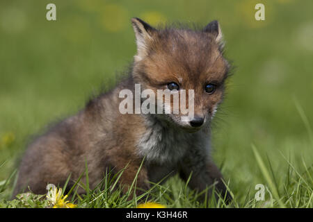 Red Fox, Vulpes vulpes, Cub in Blumen, Stockfoto