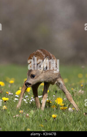 Rehe, Hyla arborea, Fawn mit Blumen, Stockfoto