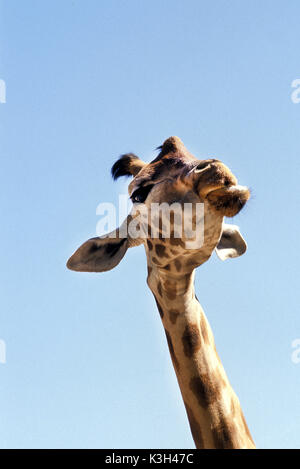 Rothschild Giraffe Giraffa Camelopardalis victoriae, Stockfoto