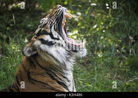 Sumatra-Tiger, Panthera Tigris Sumatrae, Porträt von männlichen Gähnen Stockfoto