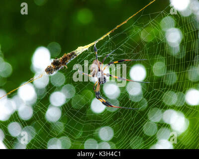 Goldenen Seidenspinne Nephila clavipes, Web, Stockfoto