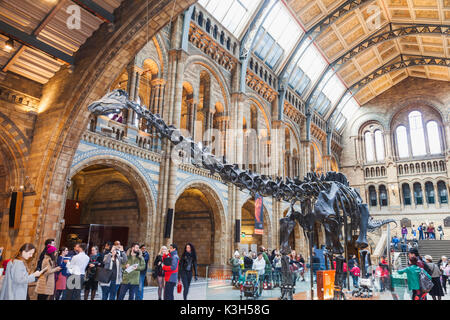 England, London, Kensington, Natural History Museum, das Skelett von Diplodocus Dinosaurier Stockfoto