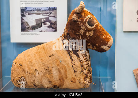 England, London, British Museum, Ausstellung der ägyptischen Mumie der Heiliger Stier Stockfoto