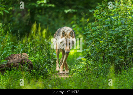 Europäische Grauer Wolf, Canis lupus lupus, Deutschland Stockfoto