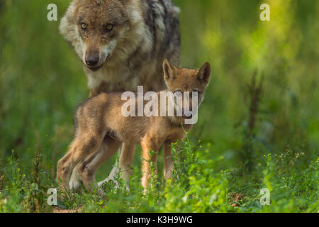 Europäische Grauer Wolf, Canis lupus lupus, Wolf mit Welpen, Deutschland Stockfoto