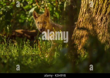 Europäische Grauer Wolf, Canis lupus lupus, Pup, Deutschland Stockfoto
