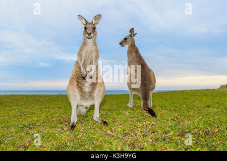Grey Kangaroo, Macropus giganteus, zwei Tiere, Murramarang National Park, New South Wales, Australien Stockfoto