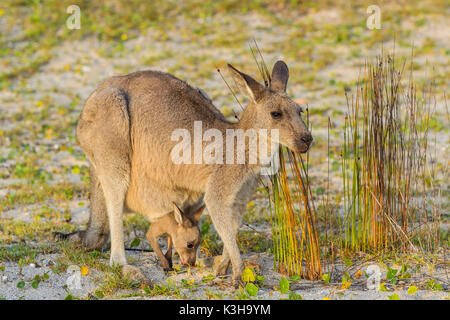 Grey Kangaroo, Macropus giganteus, Weiblich mit Joey im Beutel, Murramarang National Park, New South Wales, Australien Stockfoto