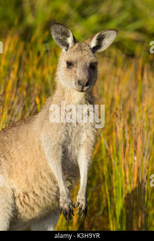 Grey Kangaroo, Macropus giganteus, Murramarang National Park, New South Wales, Australien Stockfoto