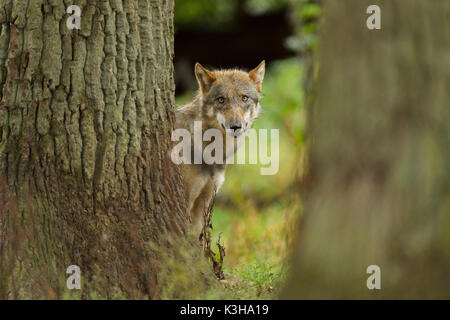 Europäische Grauer Wolf, Canis lupus lupus, Deutschland Stockfoto