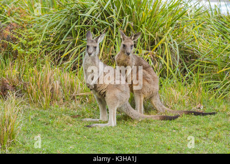 Grey Kangaroo, Macropus giganteus, zwei Tiere, Murramarang National Park, New South Wales, Australien Stockfoto