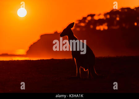 Grey Kangaroo, Macropus giganteus, bei Sonnenaufgang, Murramarang National Park, New South Wales, Australien Stockfoto