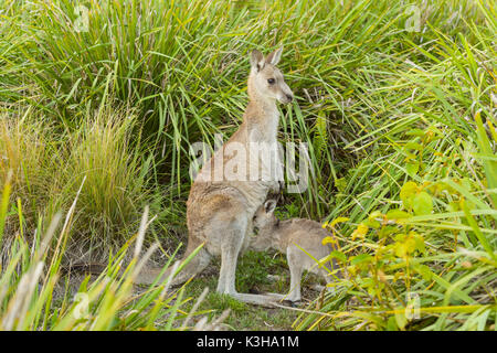 Grey Kangaroo, Macropus giganteus, Weiblich mit Joey, Murramarang National Park, New South Wales, Australien Stockfoto