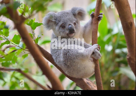 Koala, Phascolarctos cinereus, Junge am Baum Stockfoto