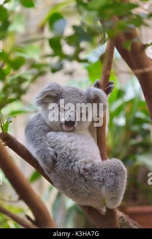 Koala, Phascolarctos cinereus, Junge am Baum Stockfoto