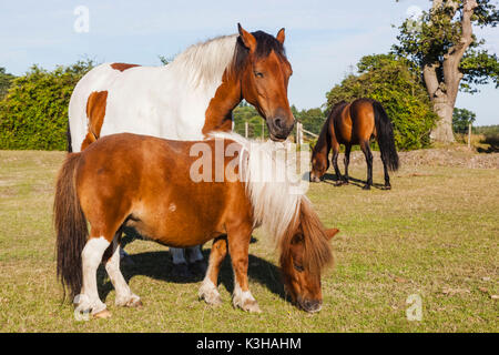 England, Hampshire, New Forest Ponys Weiden Stockfoto