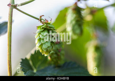 Hopfen in der Nähe aufgewachsen auf einem Hop Farm. Frisch und Reif Hopfen reif für die Ernte. Die bierherstellung Zutat. Brau-Konzept. Frische Hop über blurre Stockfoto